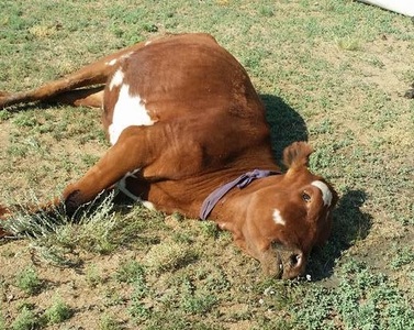 Хугацаа нь дууссан гурилнаас 8 үхэр хорджээ