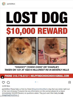 Парис Хилтон хайртай нохойгоо алджээ