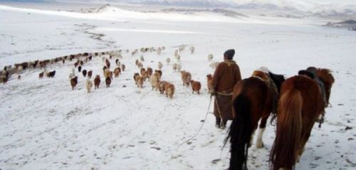 Өвөлжилт: 11 аймгийн 22 суманд цагаан зудтай байна