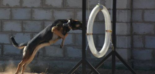 Нохойн хөтөч, эрэлч нохой бэлтгэх сургалт эхэллээ