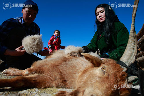 Дуудлага худалдаагаар нэг кг ноолуур 139 мянган төгрөгт хүрчээ