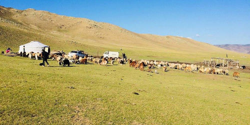 Мал хариулж яваад сураггүй болсон охиныг хайж байна