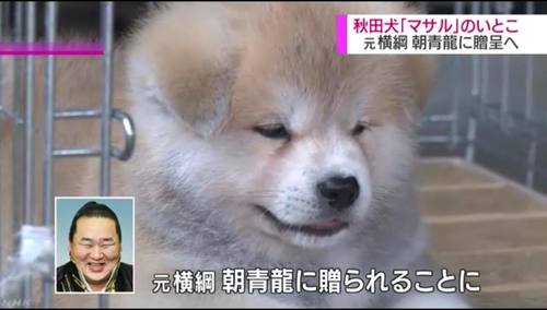 Шинзо Абэ, Асашёорюү Д.Дагвадоржид нохой бэлэглэнэ