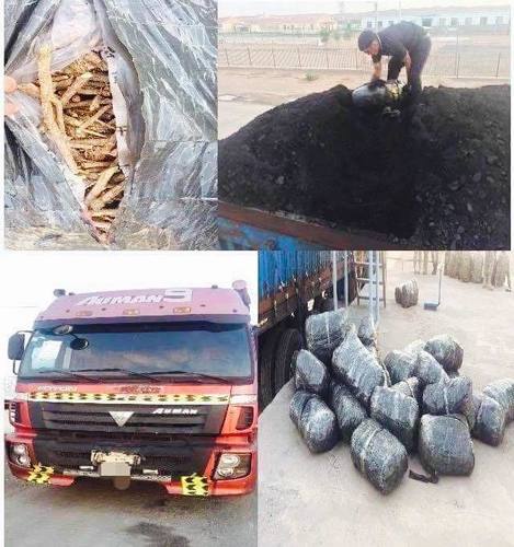 Их хэмжээний ургамлын үндэс хилээр нэвтрүүлэхийг завджээ