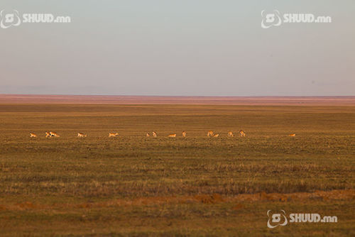 Амьтны экологи-эдийн засгийн үнэлгээ шинэчлэгдлээ