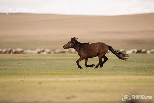 Б.Дашдорж: Галзуурсан байж болзошгүй адуу хүүг маань хазаж, гэмтээсэн