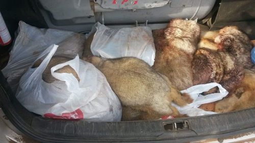 42 тарвага, 16 буу, 26 хавх хураажээ