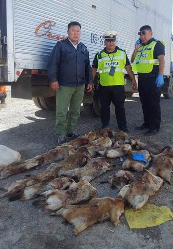 20 ширхэг тарвага тээвэрлэж явсан зөрчлийг илрүүлжээ