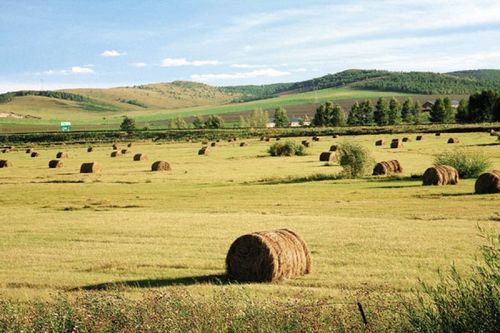 Дорноговь аймаг 400 тонн хадлан бэлтгээд байна