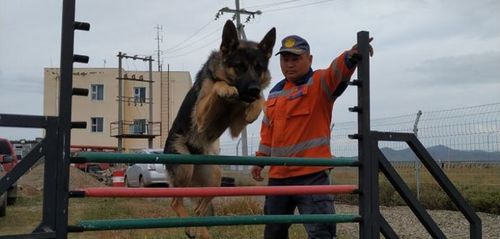 Аврагч нохдыг бэлтгэлээ