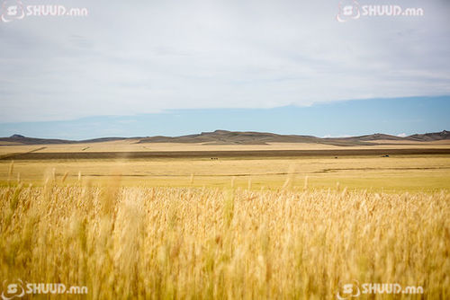 Б.Батзориг: Улаанбуудай, төмсөө дотоодоосоо 100 хувь хангана