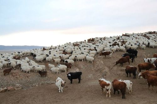 Улсын хэмжээнд нийт 667.841 толгой мал хорогджээ