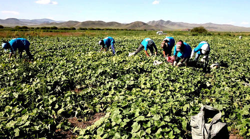 Ургац хураалт 42 хувьтай явагдаж байна