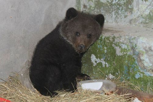 Баавгайн бамбаруушийг байгальд эргүүлэн тавьжээ