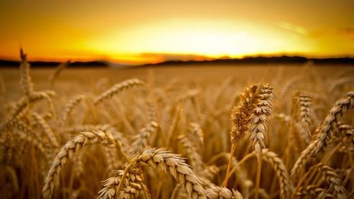 Үр тарианы тариалалтын явц 82.5 хувьтай байна