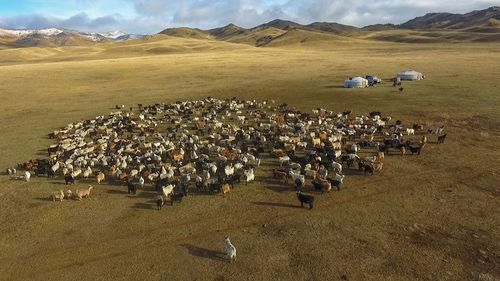 Малд явсан 13 настай хүүхэд сураггүй болжээ