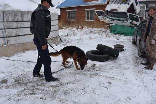 Эрэлч нохой “Жойс” гэмт хэрэг илрүүллээ