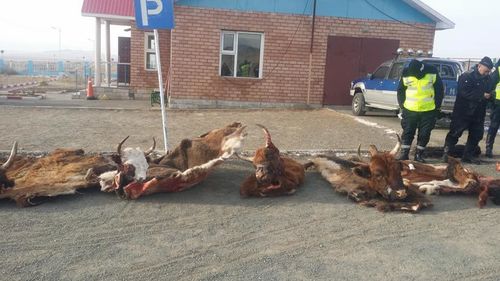 Мал хулгайлдаг бүлэг этгээдүүдийг илрүүлэн шалгаж байна