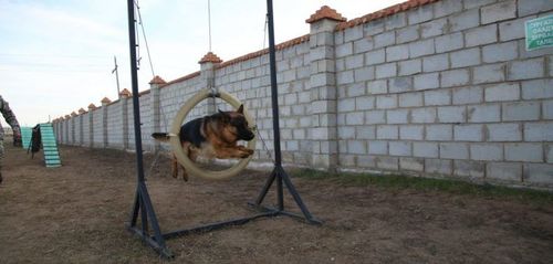 Нохойн хөтөч, эрэлч нохой бэлтгэх сургалт эхэллээ