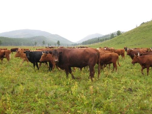 Айлын үхрийг буудаж хулгайлан тээвэрлэж явсныг илрүүлжээ