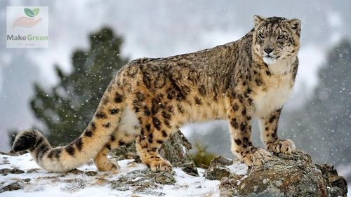 Хууль бусаар цоохор ирвэс агнасан этгээдийг илрүүлжээ