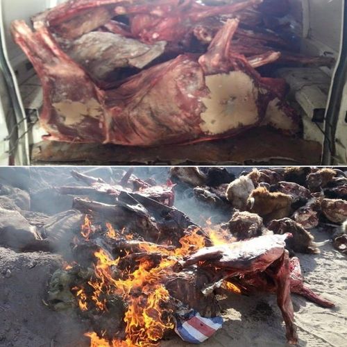 Үхсэн малын 500 кг мах худалдаалж байсныг илрүүлжээ