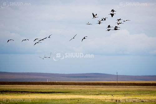 Олноор үхсэн шувуунаас гоц халдварт өвчний нян илрээгүй