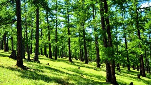 Жууцай түүж яваад төөрсөн иргэнийг эсэн мэнд олжээ