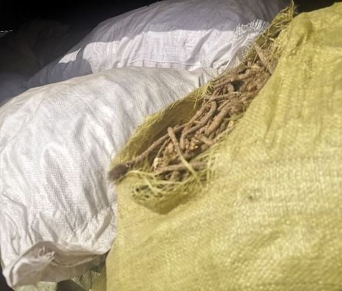 Гаалийн байцаагчид 75 шуудай дэрвэгэр жиргэрүү илрүүлжээ