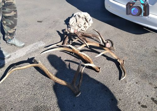 Бугын эвэр тээвэрлэсэн зөрчлийг илрүүллээ