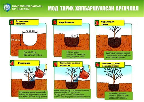 Маргааш бүх нийтээр мод тарих өдөр
