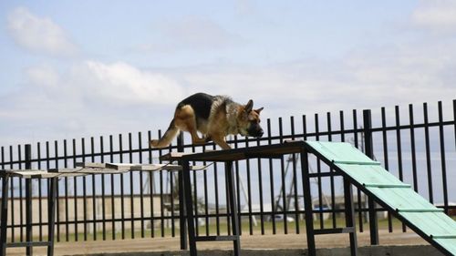 Албаны шилдэг нохойг шалгаруулна