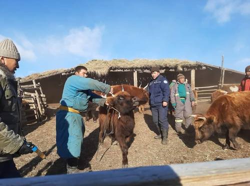 Малчны хот руу дайрсан чоно галзуу болох нь тогтоогджээ