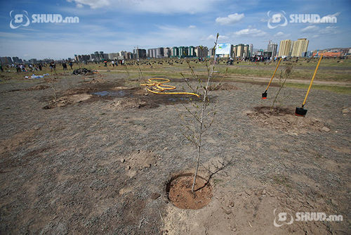 Батлан хамгаалах салбарынхан 10 жилийн хугацаанд 22 сая мод тарина