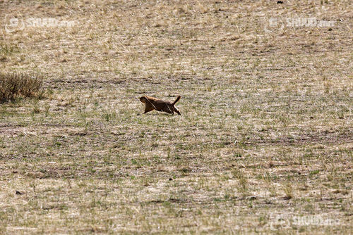 Завханд бүртгэгдсэн тарваган тахлын сэжигтэй тохиолдлын хариу сөрөг гарчээ