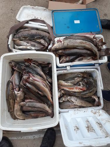 Хууль бусаар загас барьсан иргэдийг илрүүлэн шалгаж байна