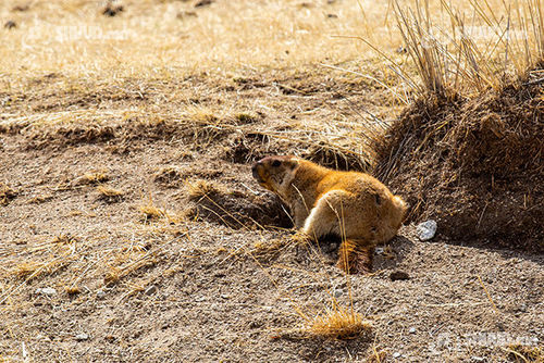 Нохой барьсан тарвагыг өвчиж, чанаад гэр бүлээрээ хувааж идсэн нь тогтоогдсон