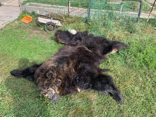 Ажлын байрандаа хүрэн баавгайн арьс хадгалж байсныг илрүүлжээ