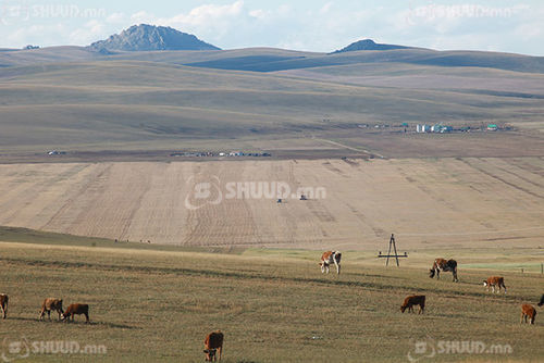 Нийт нутгийн 20 орчим хувьд бэлчээрийн ургамал цухуйгаагүй байна