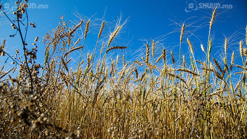 Улсын хэмжээнд улаанбуудайн тариалалт дууслаа