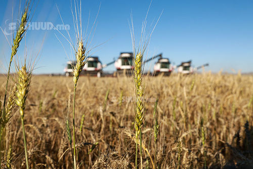 Ургац хураалтад 3000 гаруй цэрэг, оюутан ажиллаж байна