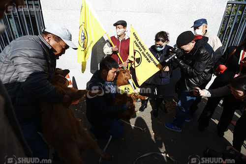 ВИДЕО: Уранаас болж Дорноговь аймагт мал зулбаж, мутацид орж үхэж байна