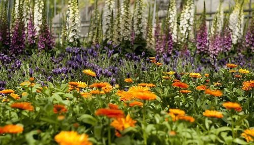 Манай гаригийн ургамлын 40 хувь нь устах аюултай байна