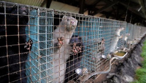 COVID-19: Данид 15 сая булга устгана