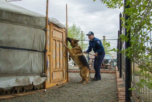 Үнэр алддаггүй үнэнч нохой 