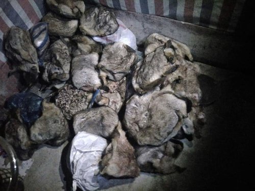 Улаанбаатар руу 29 ширхэг хөлдүү тарвага нэвтрүүлэхийг завджээ