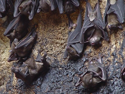 Эрдэмтэд сарьсан багваахай үүрлэдэг агуйнуудыг судлах хүсэлтэй байна