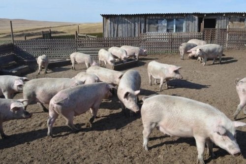 Чита хотод гахайн Африкийн мялзан өвчний голомт илэрчээ