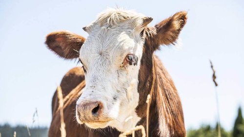 Шинэ Зеландаас Монгол руу үхэр экспортлохыг амьтан хамгаалагчид эсэргүүцжээ