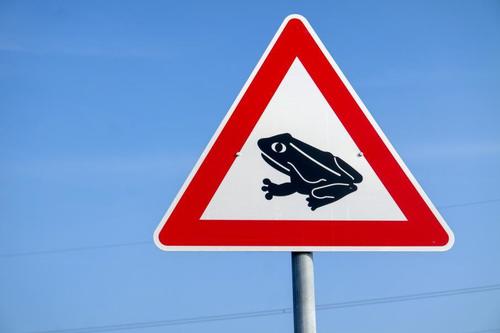 ВИДЕО: Мэлхийнүүдээс болж зам хаажээ